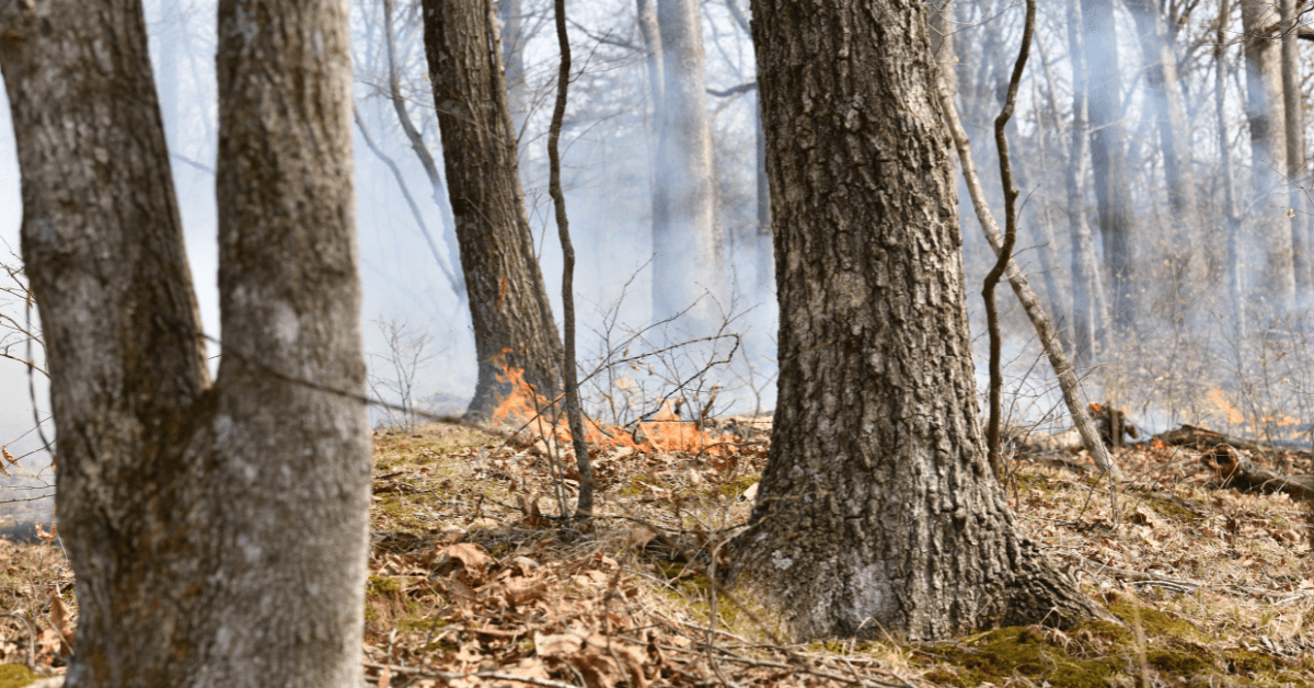 Featured Image for Why Should Timberland Property Owners Consider Prescribed Fire?